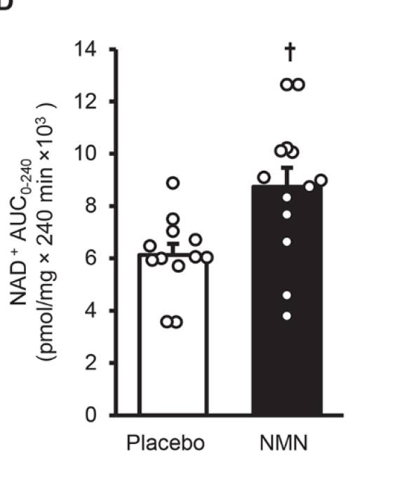 NMNと筋肉インスリン感受性